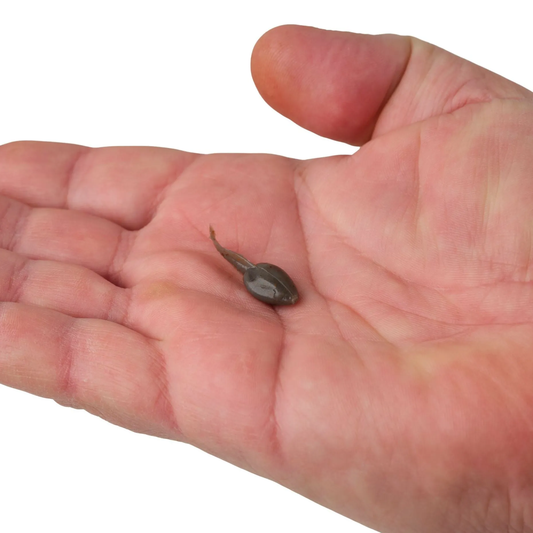 Berkley Gulp! Alive!® Tadpole