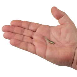 Berkley Gulp!® Minnow