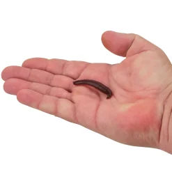 Berkley Gulp!® Pinched Crawler