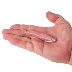 Berkley Gulp!® Saltwater Shrimp