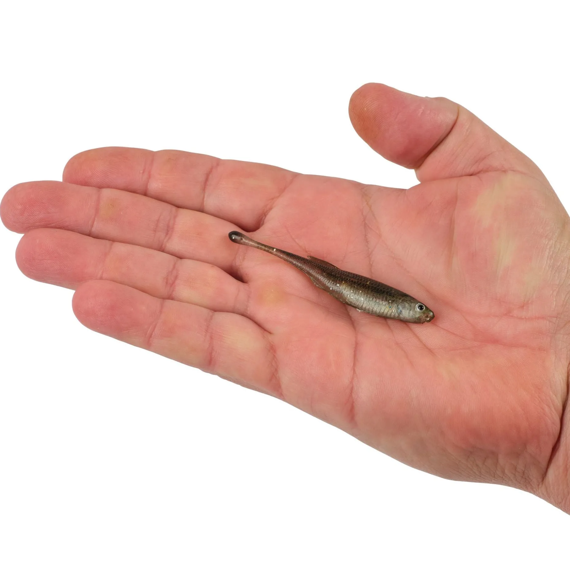 Berkley PowerBait® Drip Minnow
