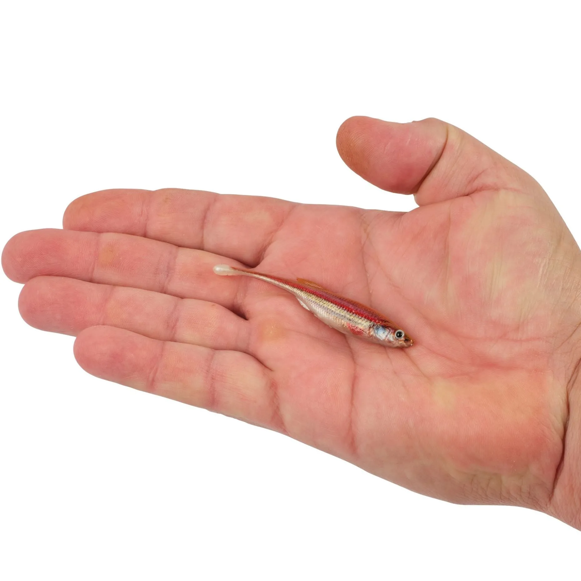 Berkley PowerBait® Drip Minnow