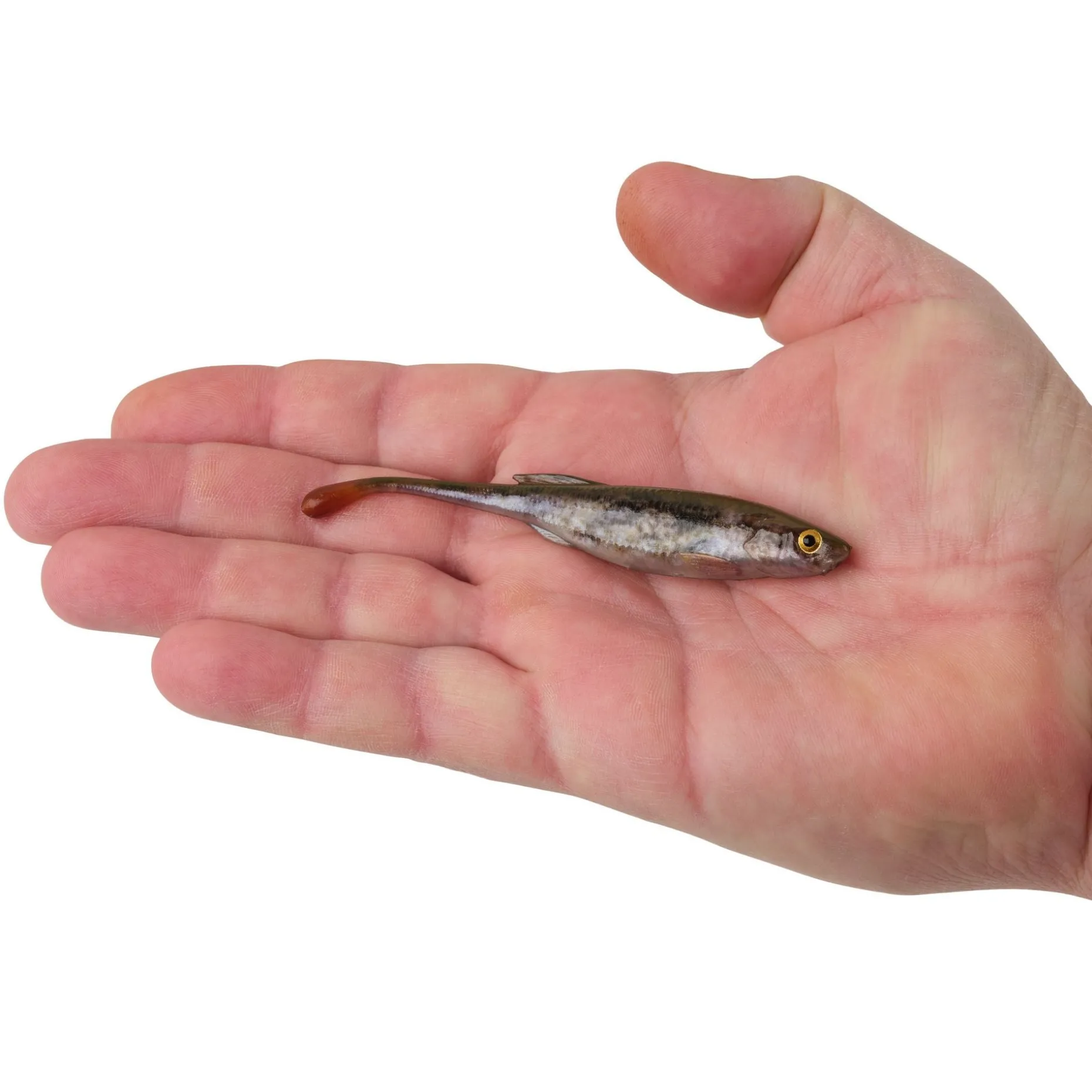 Berkley PowerBait® Drip Minnow