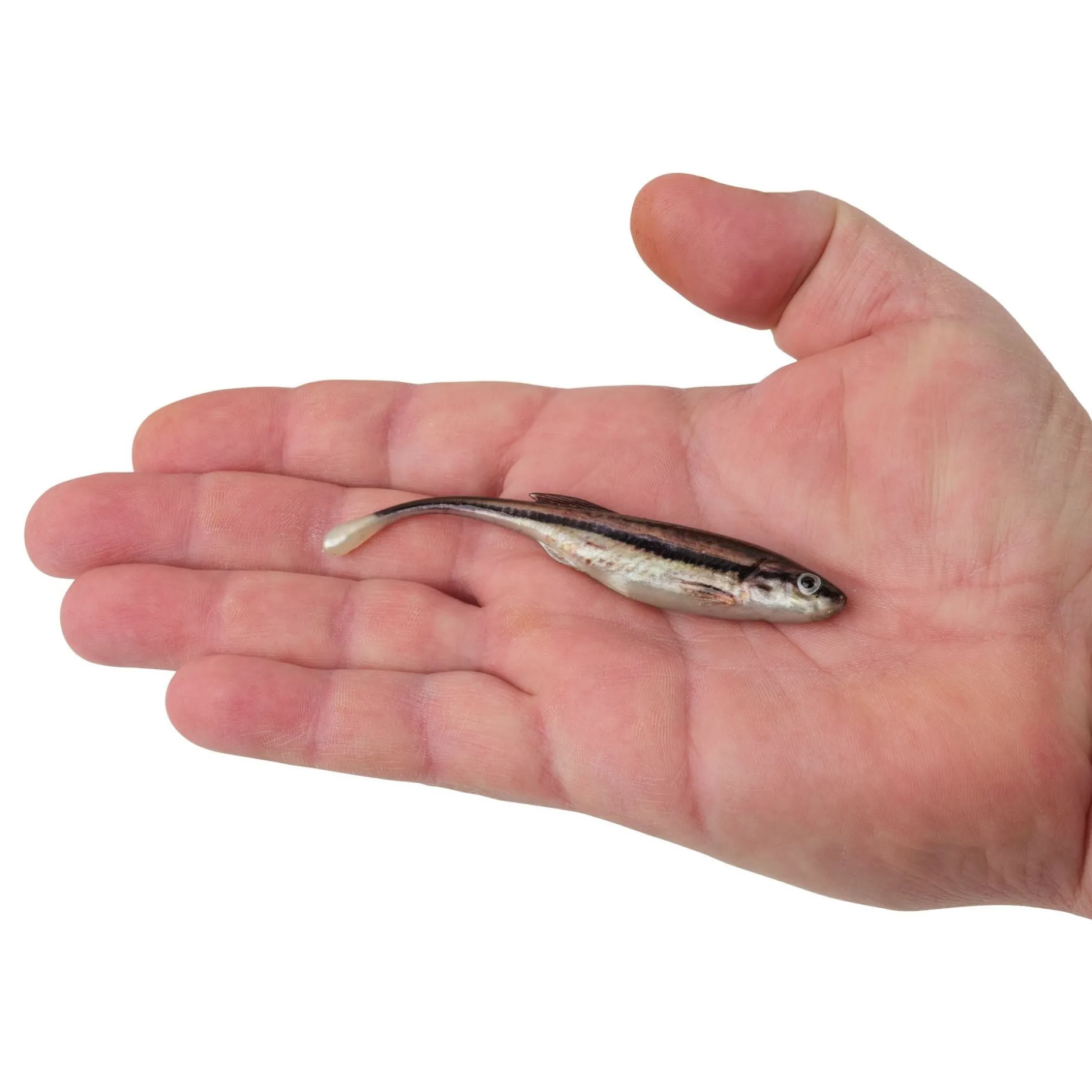 Berkley PowerBait® Drip Minnow