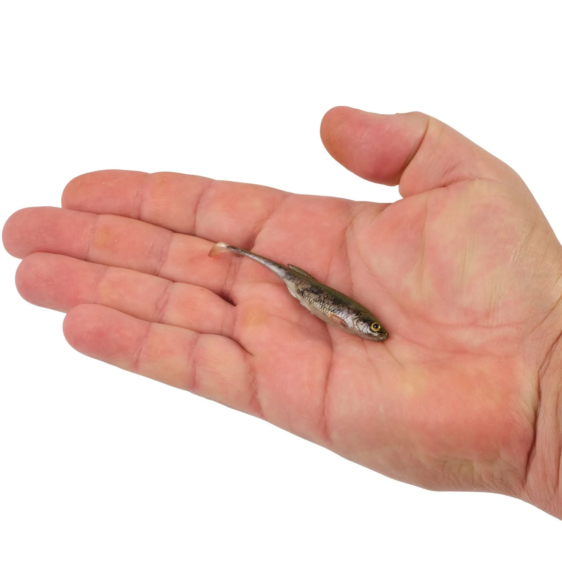 Berkley PowerBait® Drip Swimmer
