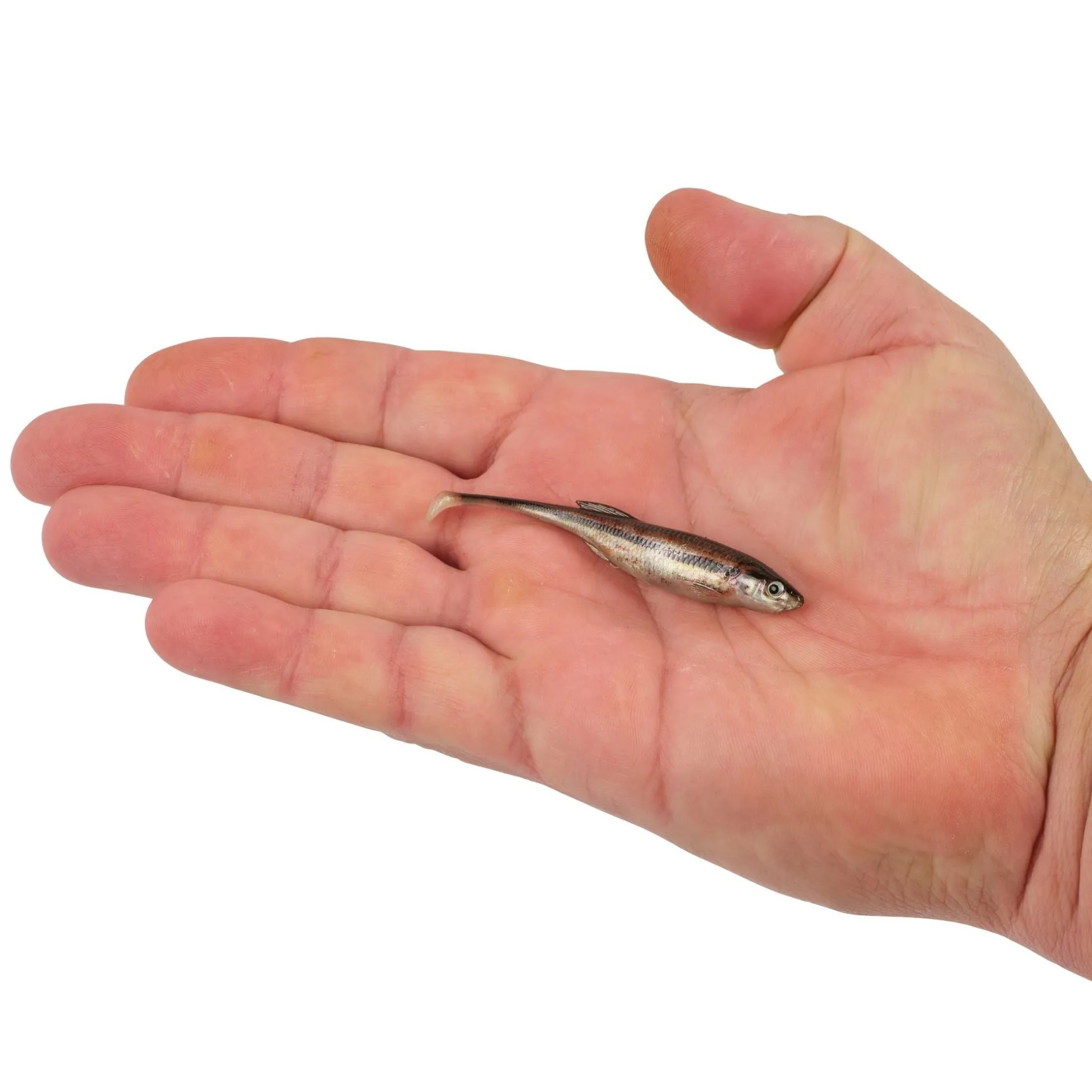 Berkley PowerBait® Drip Swimmer