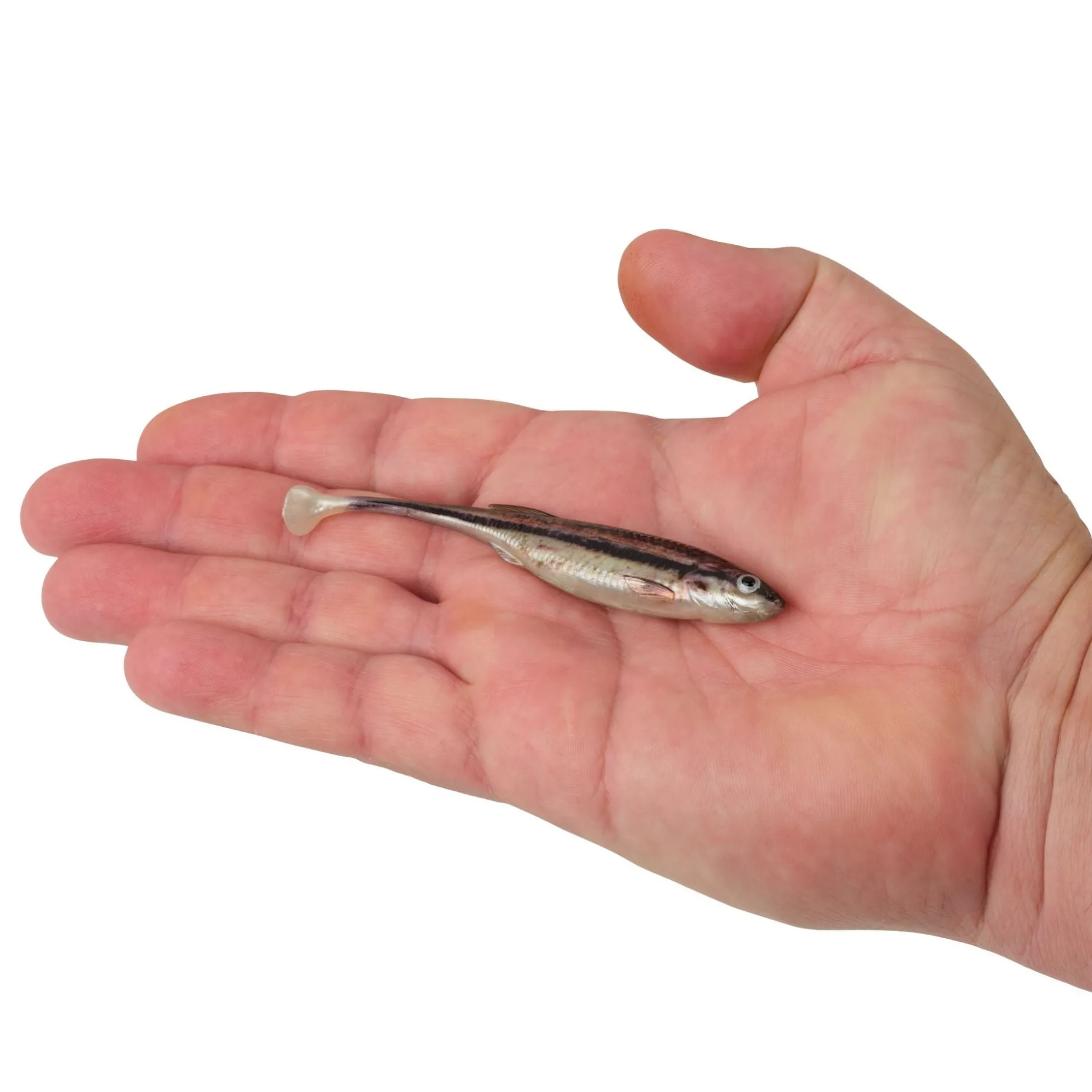 Berkley PowerBait® Drip Swimmer