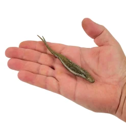 Berkley PowerBait® Power® Jerk Shad