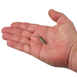 Berkley PowerBait® Ripple Shad