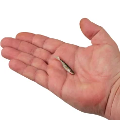 Berkley PowerBait® Ripple Shad