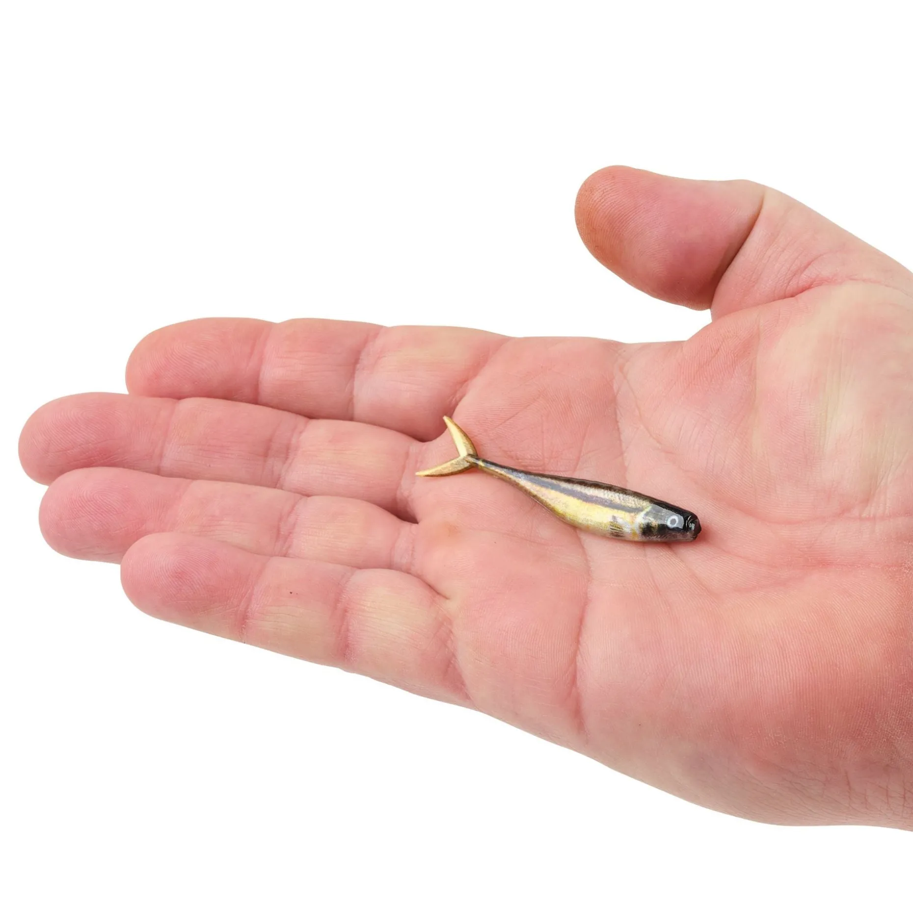 Berkley PowerBait® The Champ Minnow