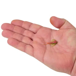Berkley PowerBait® Trilobite